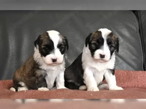 Entzückende, gut sozialisierte Tibet-Terrier-Welpen suchen Mitte Februar ein liebevolles Zuhause.