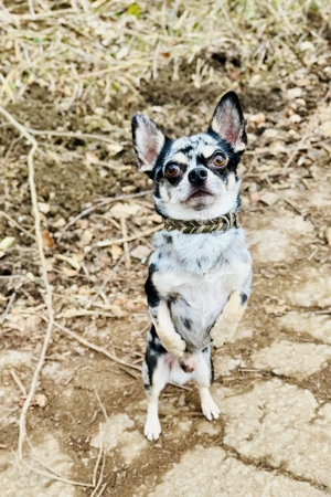 Chihuahua rüde reinrassig Ahnentafel KH 