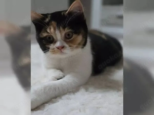 Britisch Kurzhaar Zuchtkatze * Schwarz-weiß-schildpatt mit Stammbaum  1.400   (verhandelbar)