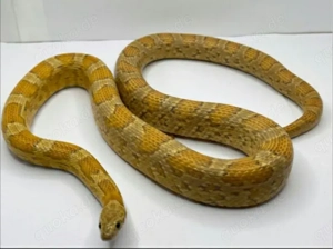 Kornnattern Hobbyaufgabe 