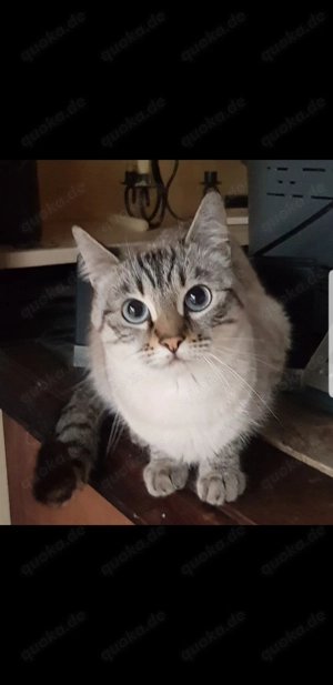 BKH Mix verschmuste Kätzin