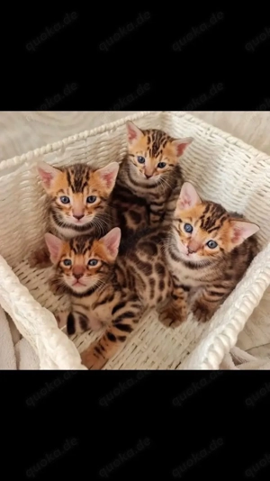 reinrassige Bengal-Kätzchen, männlich und weiblich