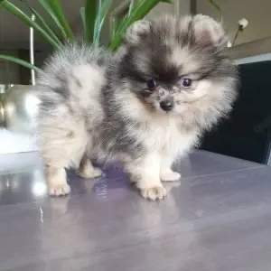 Reinrassige Pomeranian-Welpen zu verkaufen   