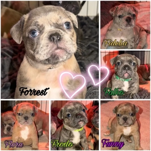 6 Bezaubernde Alternativ Bulldoggen mit Ahnentafel suchen noch ihren Herzensmenschen 