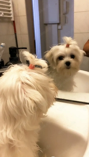 Eine  kleine suße Mann