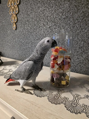 Sehr zahme graupapagei Henne 7 Monate Jung 