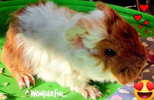 Meerschweinchen Lunkarya Babys