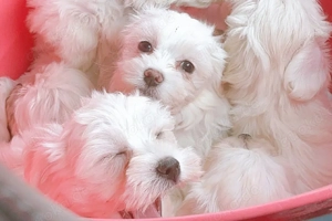 Malteser Welpen Reinrassig abgabebereit