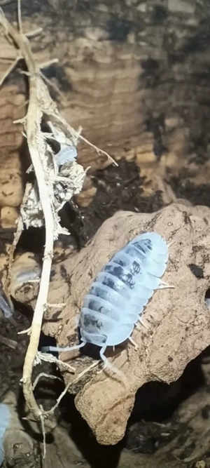 Nesodillo archangeli Asseln