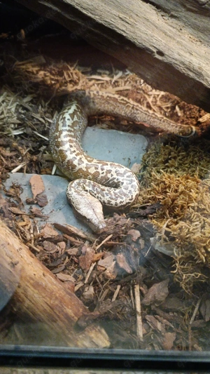 Python brongersmai Blutpython 0.1