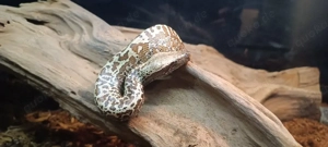 Python brongersmai 0.1