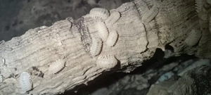 Cristarmadillidium Muricatum Asseln Bild 2
