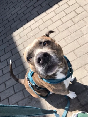 Mischlingsrüde Tyler 