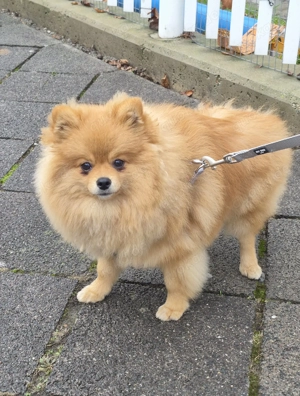 Pomeranian (Zwergspitz) Rüde zu verkaufen   8 Monate alt