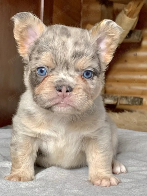 Premium Französische Bulldoggen Welpen aus promovierter Zucht 