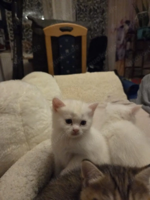 BKH Kitten 2 Jungen mit blauen Augen 