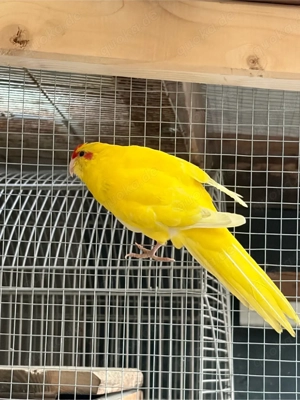 zigensittiche weiblich