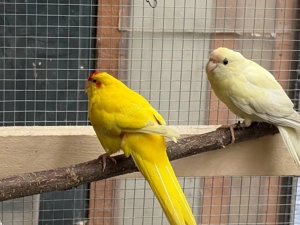 zigensittiche Bild 2
