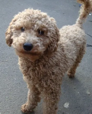 So eine Süße! Aussiedoodle-Junghündin sucht liebevolles Zuhause Bild 3