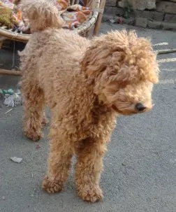 So eine Süße! Aussiedoodle-Junghündin sucht liebevolles Zuhause Bild 6