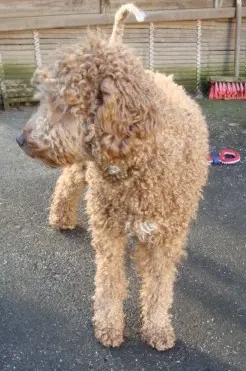 So eine Süße! Aussiedoodle-Junghündin sucht liebevolles Zuhause Bild 7