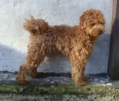 So eine Süße! Aussiedoodle-Junghündin sucht liebevolles Zuhause Bild 9