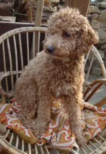 So eine Süße! Aussiedoodle-Junghündin sucht liebevolles Zuhause Bild 8