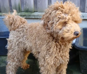 So eine Süße! Aussiedoodle-Junghündin sucht liebevolles Zuhause Bild 10