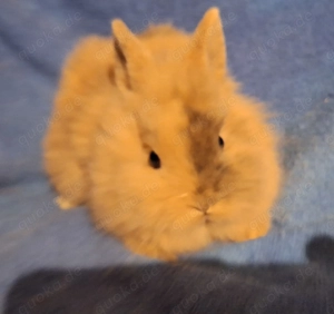 Zwergkaninchen Löwenköpfchen  Bild 2