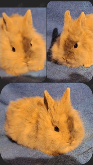 Zwergkaninchen Löwenköpfchen  Bild 3