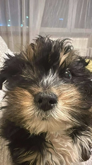 Ubbo, kleiner Wuschel sucht Zuhause für Immer