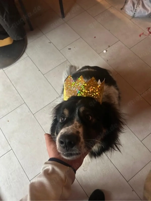 lina 5jahre sucht neuen leinenhalter 