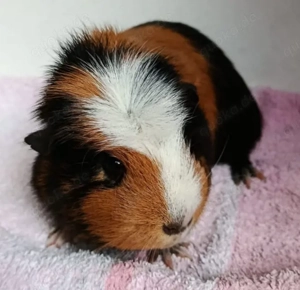 Meerschweinchen Weibchen 