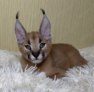 Karakal-Kätzchen zu verkaufen