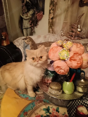 Perser Main Coan Mix Katze sucht ein liebevolles Zuhause 