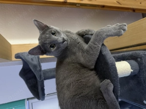 Russisch Blau Kater Kastriert