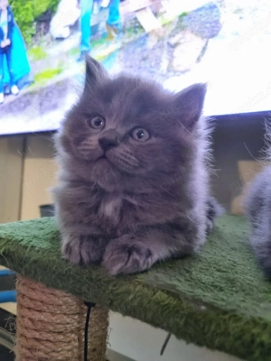 Kitten grau Birma Bkh 