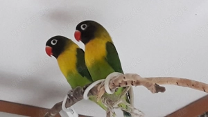 Schwarzköpfchen (Agapornis Personata)