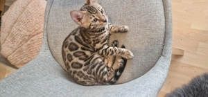 Bengal katze kitten süße und lieb 