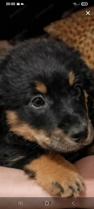 Unsere Fellmäuse suchen ein Traumzuhause