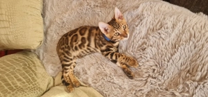 Bengal katze kitten süß und lieb 