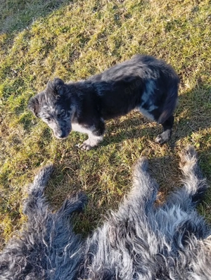 altdeutscher hütehund tiger 