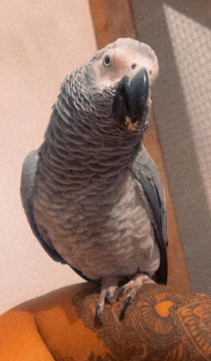 Graupapagei männchen 