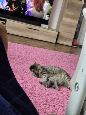 Getigerter Kater Abzugebe 