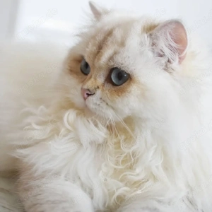 Deckkater mit Stammbaum BLH