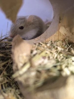 Rennmäuse abzugeben  Bild 3