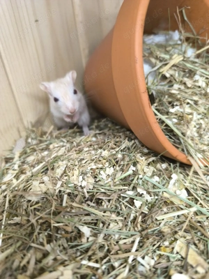 Rennmäuse abzugeben  Bild 4