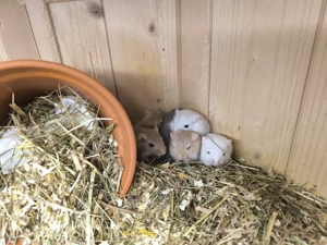 Rennmäuse abzugeben  Bild 2