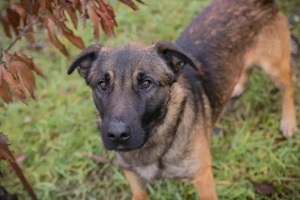 *MARLI* Ich bin fast perfekt: lieb, offen, aktiv, fröhlich, leinenführig