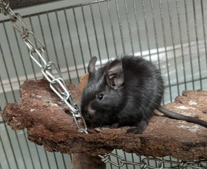 3 Degus 7 Wochen alt, Jungs